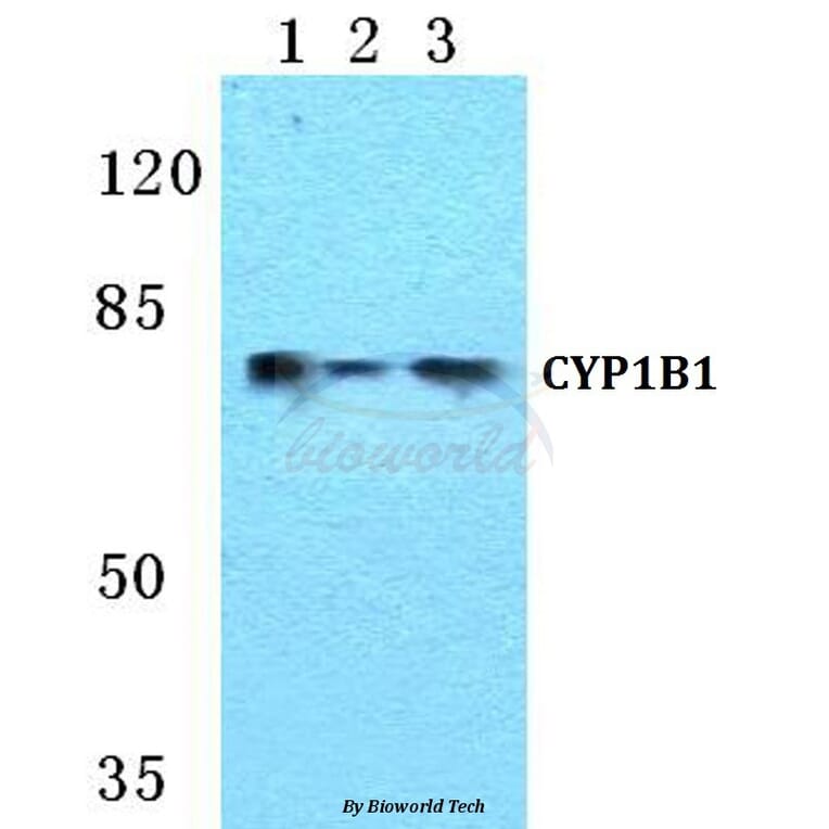 Anti-CYP1B1 Antibody from Bioworld Technology (BS5681) - Antibodies.com