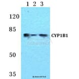 Anti-CYP1B1 Antibody from Bioworld Technology (BS5681) - Antibodies.com