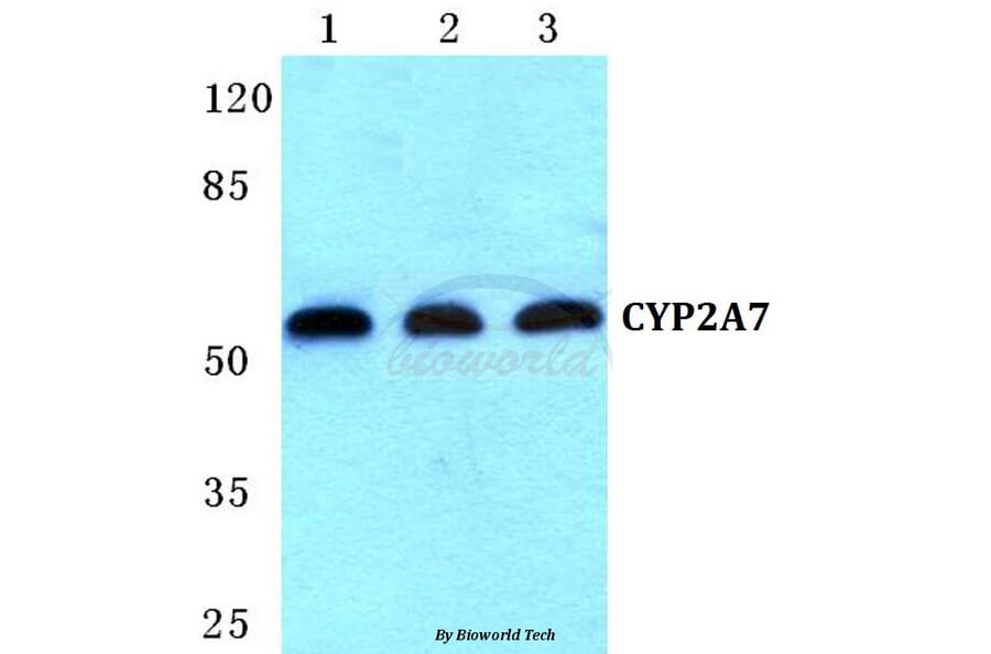 Anti-CYP2A7 Antibody from Bioworld Technology (BS5683) - Antibodies.com