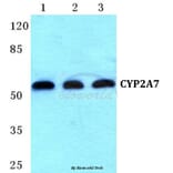 Anti-CYP2A7 Antibody from Bioworld Technology (BS5683) - Antibodies.com