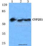 Anti-CYP2E1 Antibody from Bioworld Technology (BS5686) - Antibodies.com