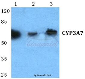 Anti-CYP3A7 Antibody from Bioworld Technology (BS5689) - Antibodies.com
