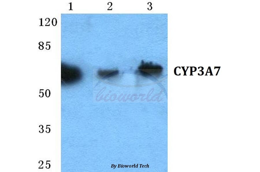 Anti-CYP3A7 Antibody from Bioworld Technology (BS5689) - Antibodies.com