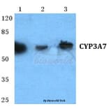 Anti-CYP3A7 Antibody from Bioworld Technology (BS5689) - Antibodies.com