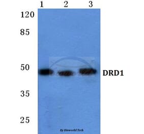 Anti-DRD1 Antibody from Bioworld Technology (BS5692) - Antibodies.com