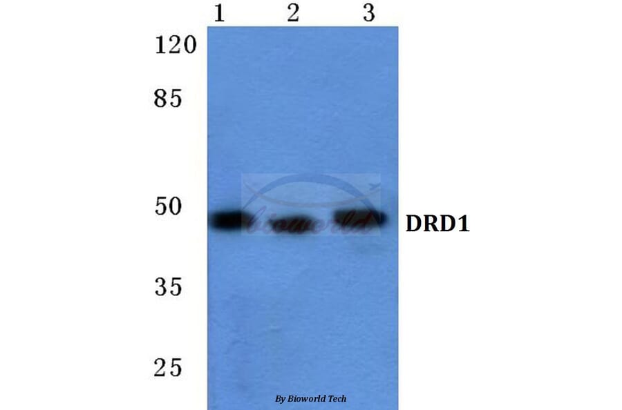 Anti-DRD1 Antibody from Bioworld Technology (BS5692) - Antibodies.com
