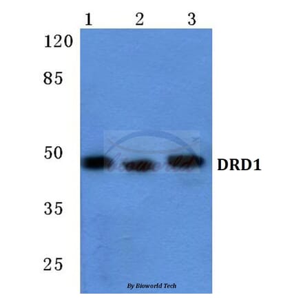 Anti-DRD1 Antibody from Bioworld Technology (BS5692) - Antibodies.com