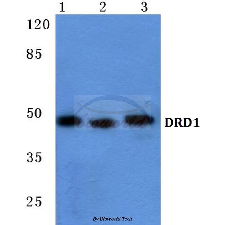 Anti-DRD1 Antibody from Bioworld Technology (BS5692) - Antibodies.com