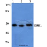 Anti-DRD1 Antibody from Bioworld Technology (BS5692) - Antibodies.com