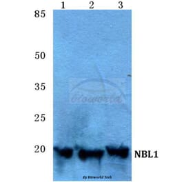 Anti-NBL1 Antibody from Bioworld Technology (BS5694) - Antibodies.com