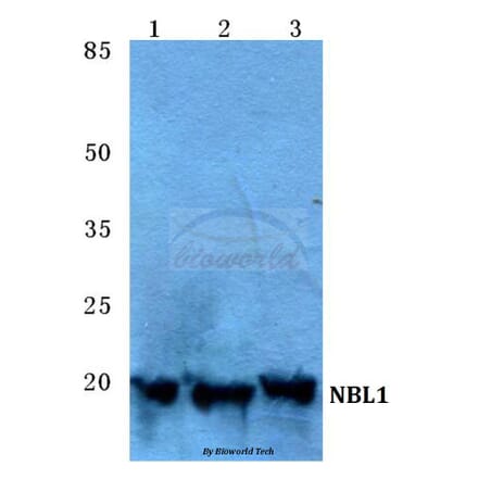 Anti-NBL1 Antibody from Bioworld Technology (BS5694) - Antibodies.com