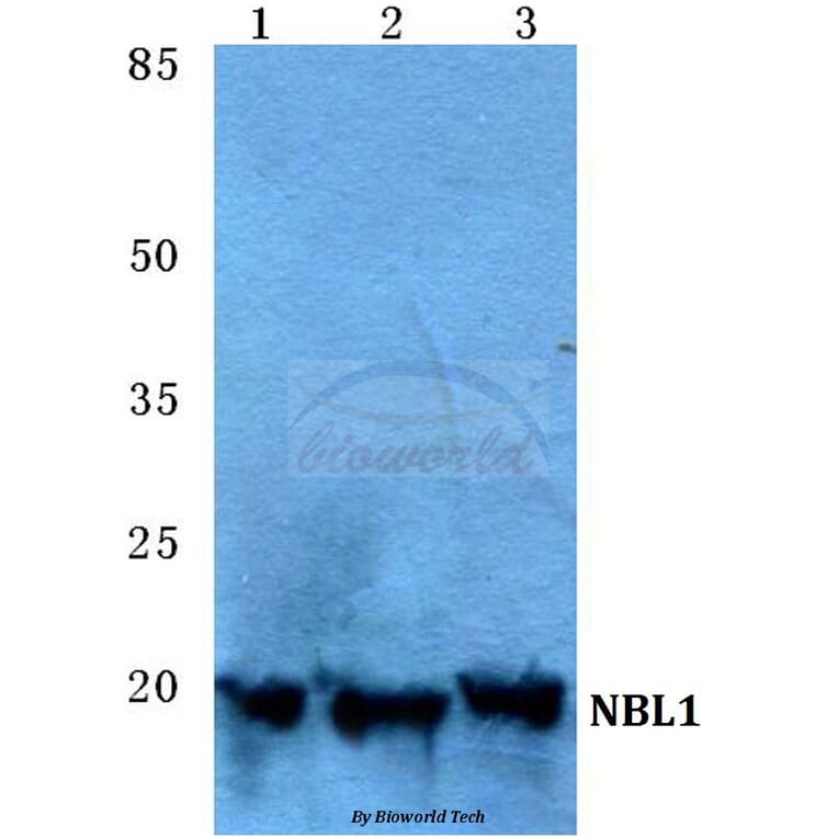 Anti-NBL1 Antibody from Bioworld Technology (BS5694) - Antibodies.com