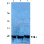 Anti-NBL1 Antibody from Bioworld Technology (BS5694) - Antibodies.com