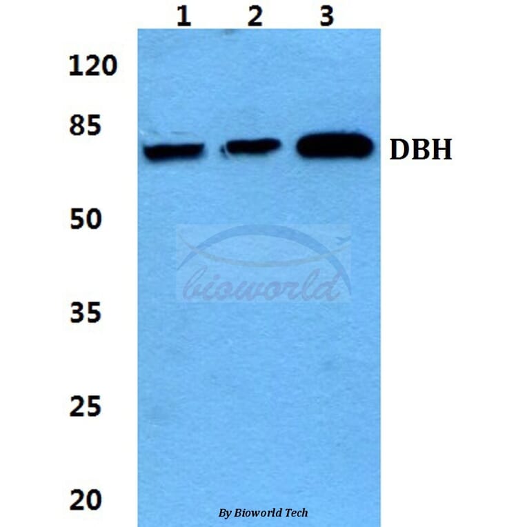 Anti-DBH Antibody from Bioworld Technology (BS5695) - Antibodies.com