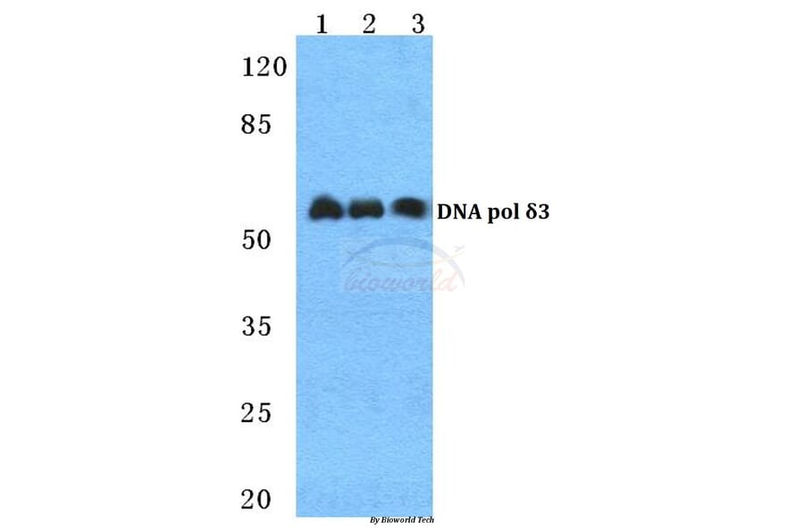Anti-DNA pol δ 3 Antibody from Bioworld Technology (BS5699) - Antibodies.com