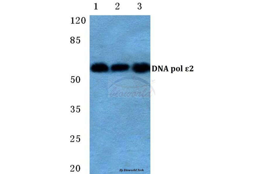 Anti-DNA pol ε 2 Antibody from Bioworld Technology (BS5700) - Antibodies.com