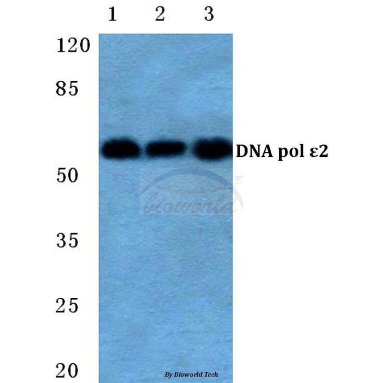 Anti-DNA pol ε 2 Antibody from Bioworld Technology (BS5700) - Antibodies.com