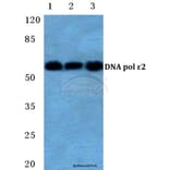 Anti-DNA pol ε 2 Antibody from Bioworld Technology (BS5700) - Antibodies.com