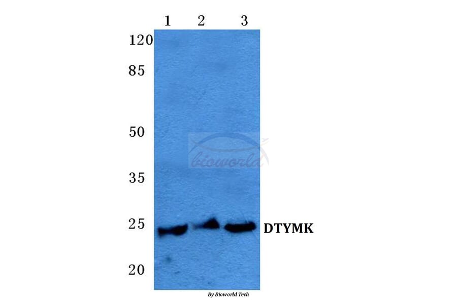 Anti-DTYMK Antibody from Bioworld Technology (BS5703) - Antibodies.com