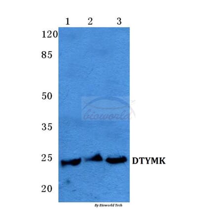 Anti-DTYMK Antibody from Bioworld Technology (BS5703) - Antibodies.com