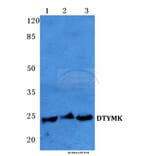 Anti-DTYMK Antibody from Bioworld Technology (BS5703) - Antibodies.com
