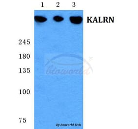 Anti-KALRN Antibody from Bioworld Technology (BS5704) - Antibodies.com
