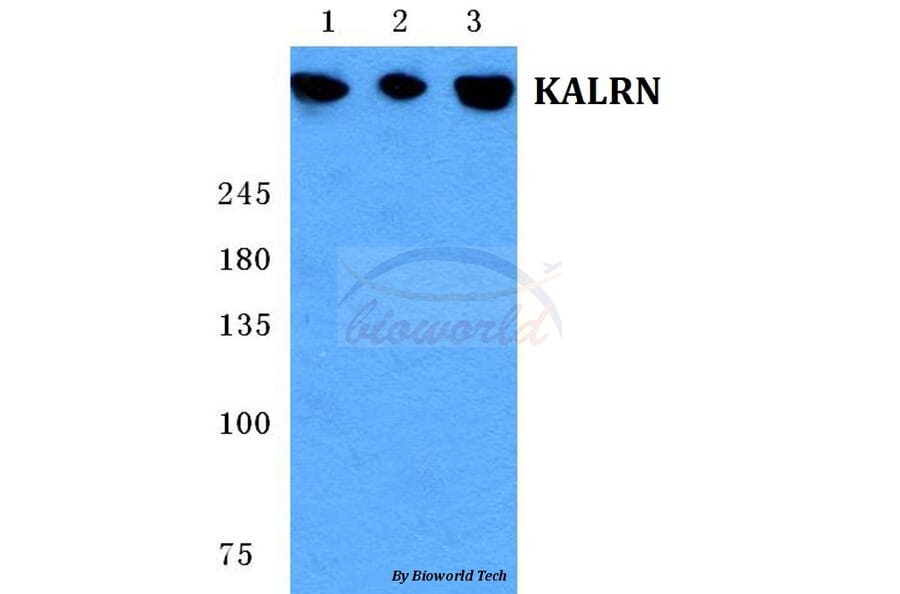 Anti-KALRN Antibody from Bioworld Technology (BS5704) - Antibodies.com
