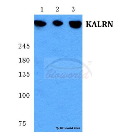 Anti-KALRN Antibody from Bioworld Technology (BS5704) - Antibodies.com