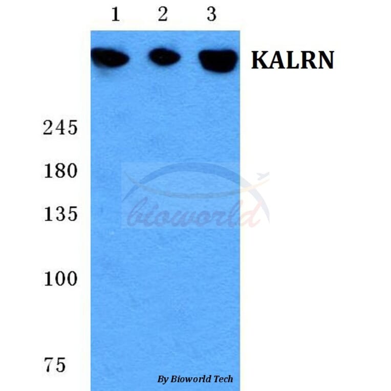 Anti-KALRN Antibody from Bioworld Technology (BS5704) - Antibodies.com