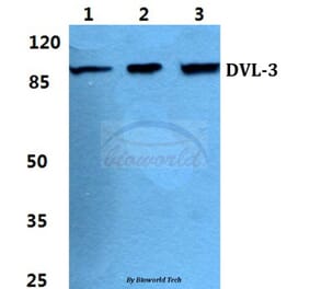 Anti-Dishevelled 3 Antibody from Bioworld Technology (BS5705) - Antibodies.com