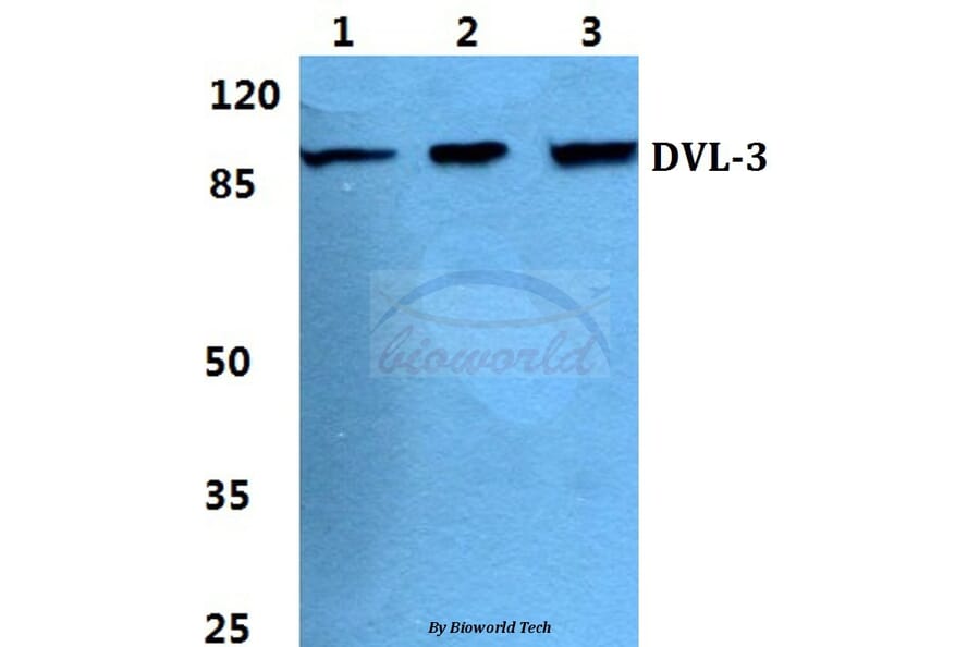 Anti-Dishevelled 3 Antibody from Bioworld Technology (BS5705) - Antibodies.com