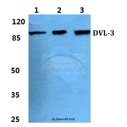 Anti-Dishevelled 3 Antibody from Bioworld Technology (BS5705) - Antibodies.com