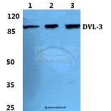 Anti-Dishevelled 3 Antibody from Bioworld Technology (BS5705) - Antibodies.com