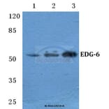 Anti-EDG-6 Antibody from Bioworld Technology (BS5706) - Antibodies.com