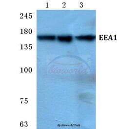 Anti-EEA1 Antibody from Bioworld Technology (BS5707) - Antibodies.com