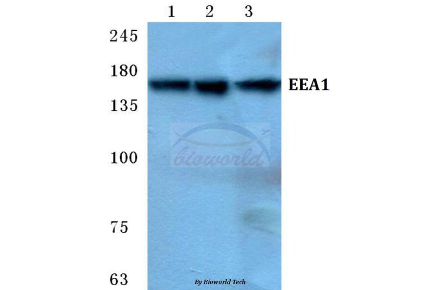 Anti-EEA1 Antibody from Bioworld Technology (BS5707) - Antibodies.com