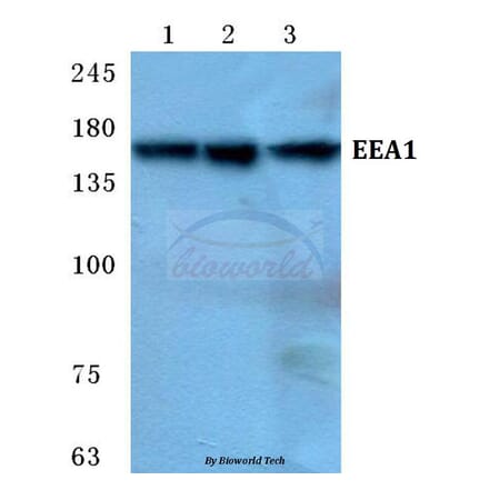 Anti-EEA1 Antibody from Bioworld Technology (BS5707) - Antibodies.com