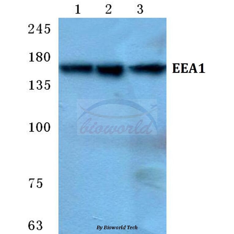 Anti-EEA1 Antibody from Bioworld Technology (BS5707) - Antibodies.com
