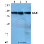 Anti-EEA1 Antibody from Bioworld Technology (BS5707) - Antibodies.com