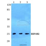 Anti-EEF1B2 Antibody from Bioworld Technology (BS5708) - Antibodies.com