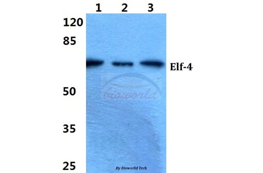 Anti-Elf-4 Antibody from Bioworld Technology (BS5710) - Antibodies.com