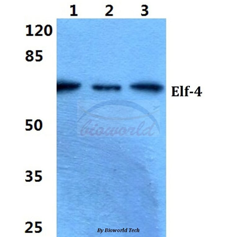 Anti-Elf-4 Antibody from Bioworld Technology (BS5710) - Antibodies.com