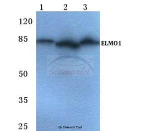 Anti-ELMO1 Antibody from Bioworld Technology (BS5711) - Antibodies.com