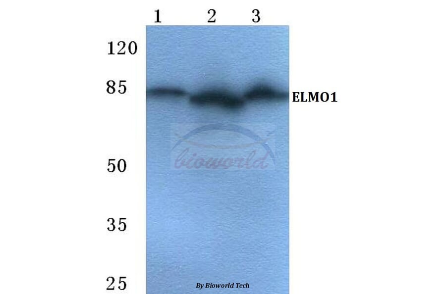 Anti-ELMO1 Antibody from Bioworld Technology (BS5711) - Antibodies.com