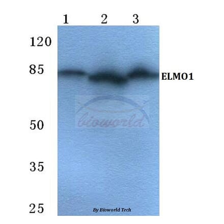 Anti-ELMO1 Antibody from Bioworld Technology (BS5711) - Antibodies.com
