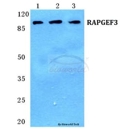 Anti-RAPGEF3 Antibody from Bioworld Technology (BS5713) - Antibodies.com