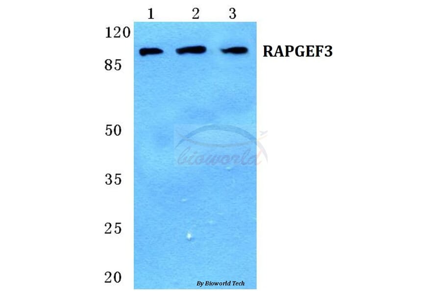 Anti-RAPGEF3 Antibody from Bioworld Technology (BS5713) - Antibodies.com