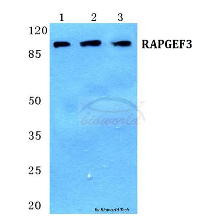 Anti-RAPGEF3 Antibody from Bioworld Technology (BS5713) - Antibodies.com