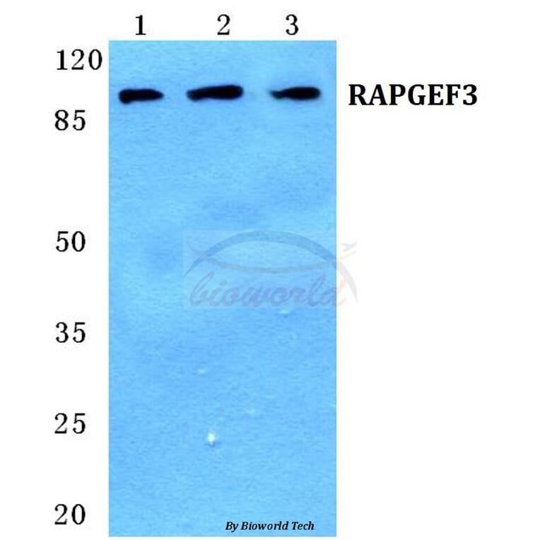 Anti-RAPGEF3 Antibody from Bioworld Technology (BS5713) - Antibodies.com