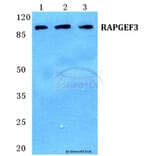 Anti-RAPGEF3 Antibody from Bioworld Technology (BS5713) - Antibodies.com